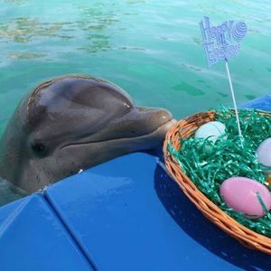 Meet your Posher, Jinev